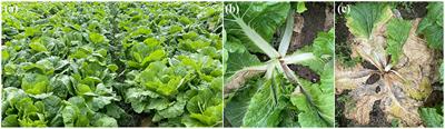 Response of Chinese cabbage (Brassica rapa subsp. pekinensis) to bacterial soft rot infection by change of soil microbial community in root zone